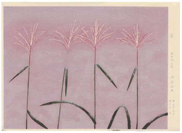 Pampas Grass