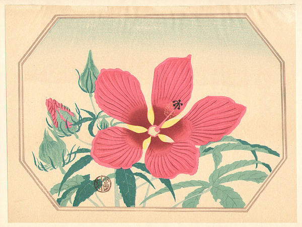 Hibiscus