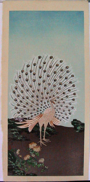 Peacock - birds