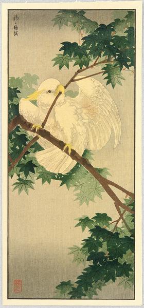 Maple and Cockatoo
