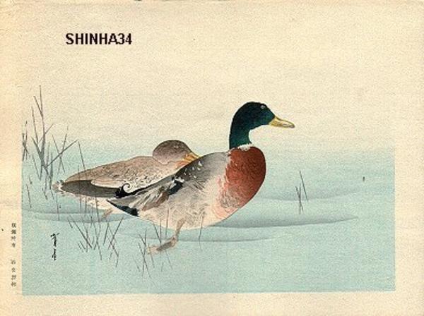 Mallard Ducks
