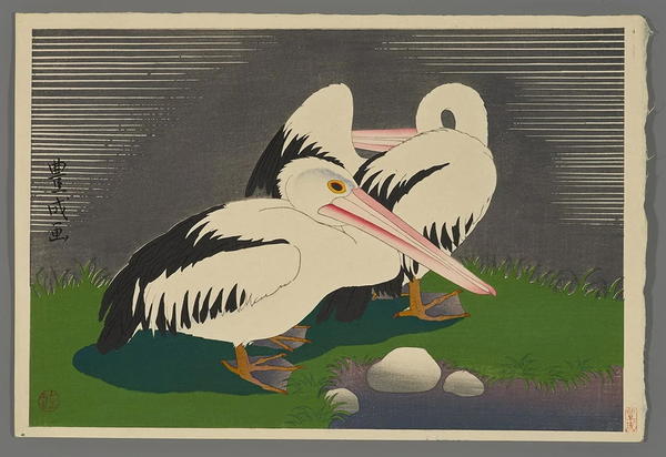 Pelicans